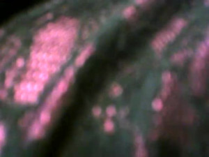 Watch Lutyie recorded live streams from Stripchat on 2024/04/25, Cam Archive