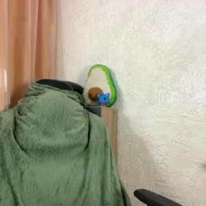 Watch avolood recorded live streams from BongaCams on 2024/01/14, Cam Archive