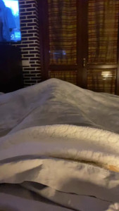 Pulvi